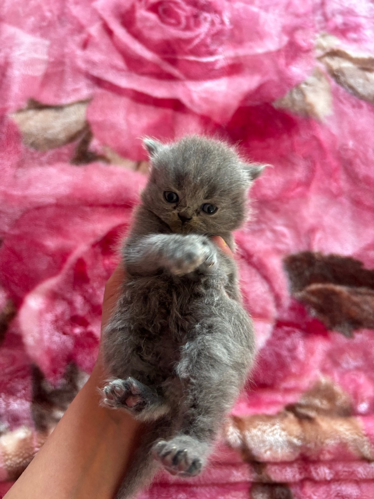 Brits korthaar, Dieren en Toebehoren, Katten en Kittens | Overige Katten, Kater, Langharig, 0 tot 2 jaar