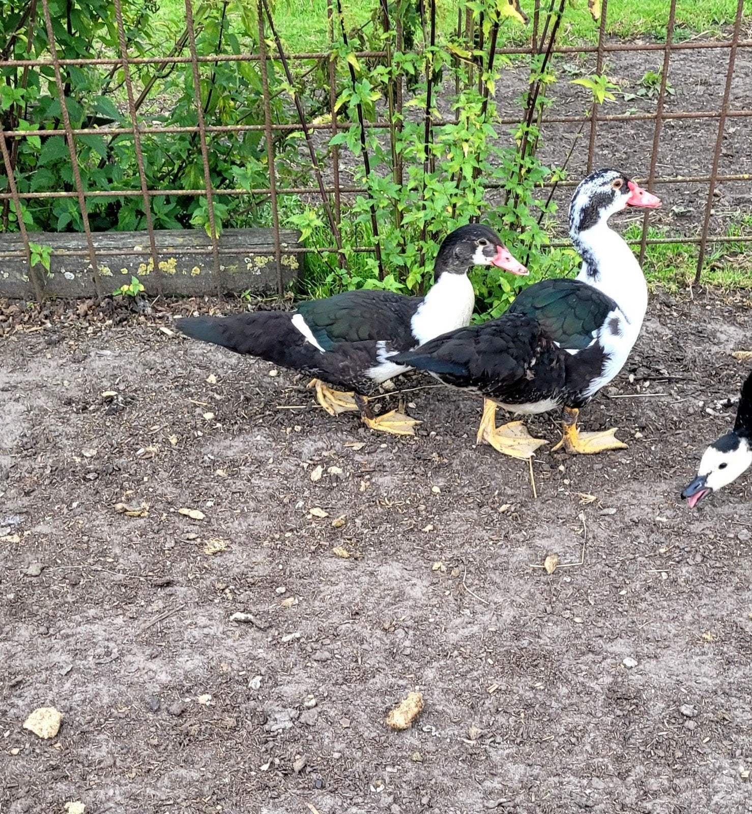 Tekoop koppeltje kaapse eenden, Dieren en Toebehoren, Meerdere dieren, Eend