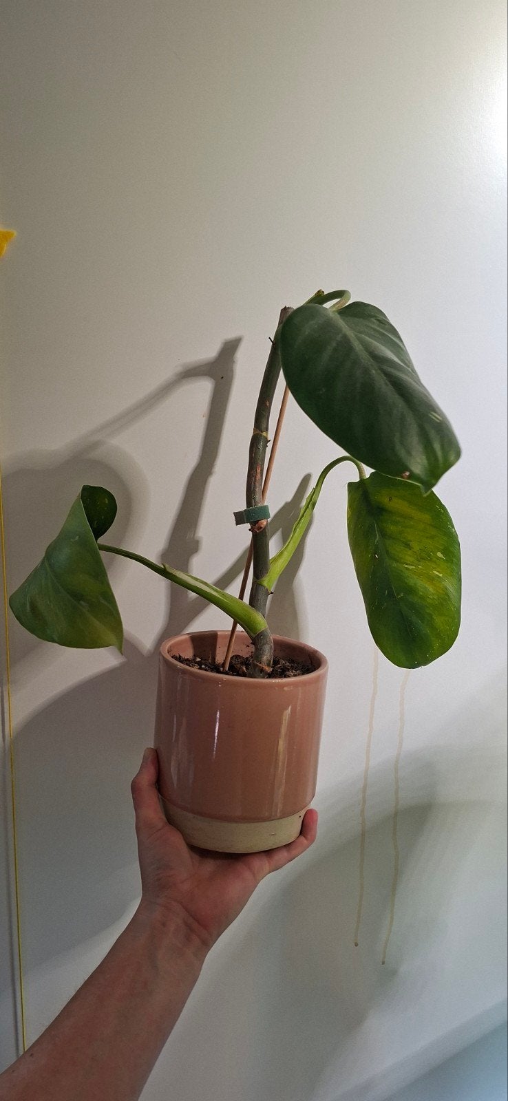 Philodendron white Princess met roze buitenpot, Ophalen, Halfschaduw, Minder dan 100 cm