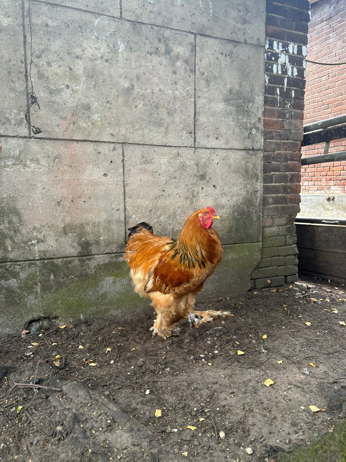 Brahma hanen, Mannelijk, Kip