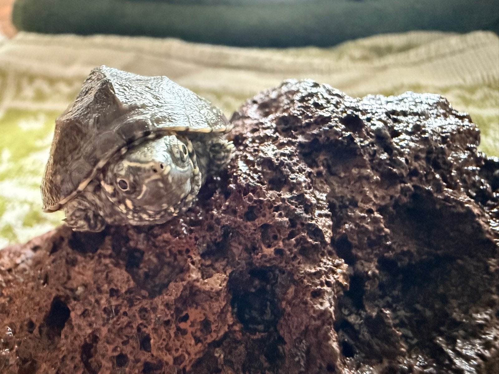 Baby muskusschildpadjes. Turtle photo 3