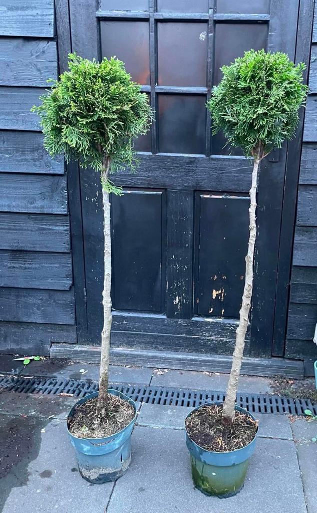 Bol conifeer op stam (Thuja)  - 120 cm hoog, Tuin en Terras, Overige soorten, Volle zon, Vaste plant, Ophalen of Verzenden