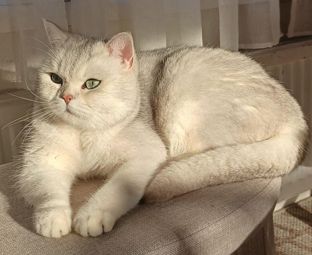 Britse korthaar te koop, Kater, 3 tot 5 jaar