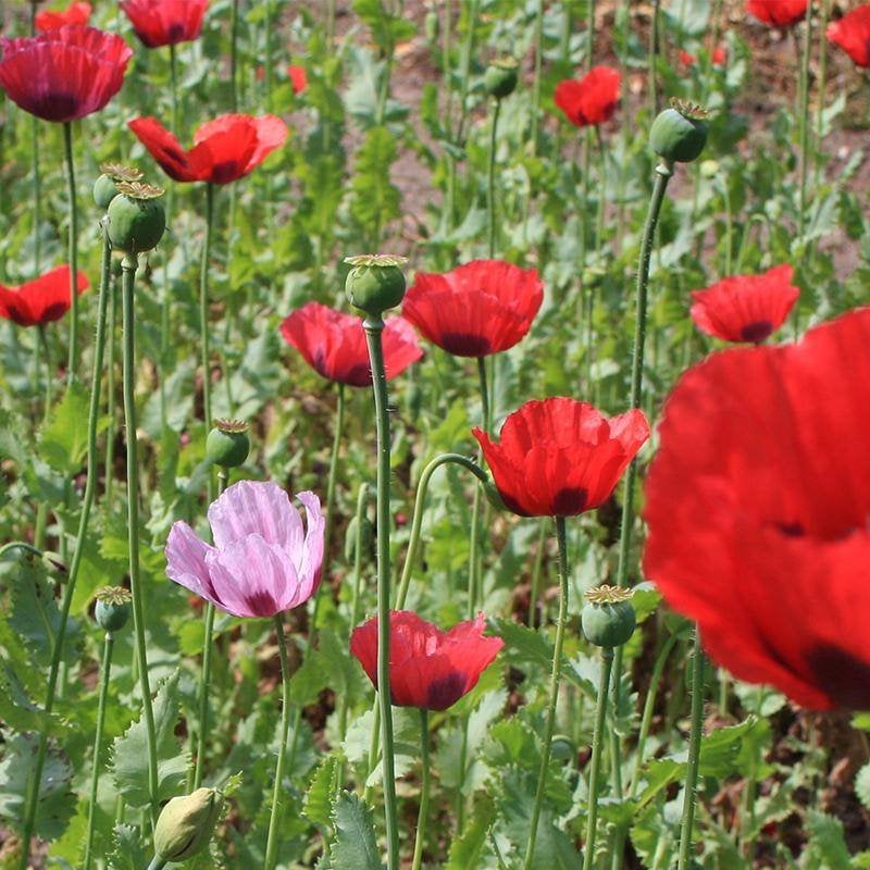 Mix papaver (6000 zaden) Biologische Zaden Klaproos, Ophalen of Verzenden, Volle zon, Zaad