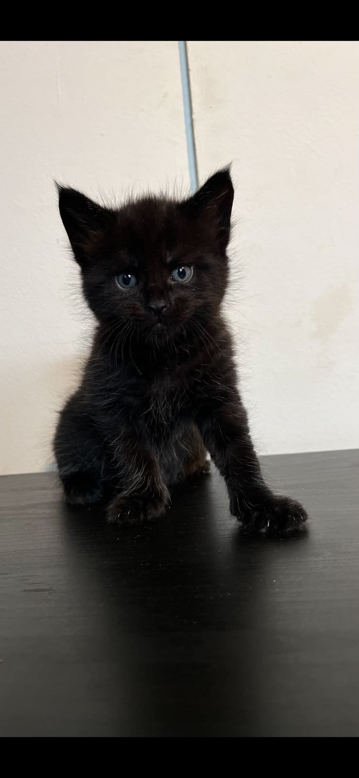 Kruising Maine Coon kittens, Meerdere dieren, Ontwormd