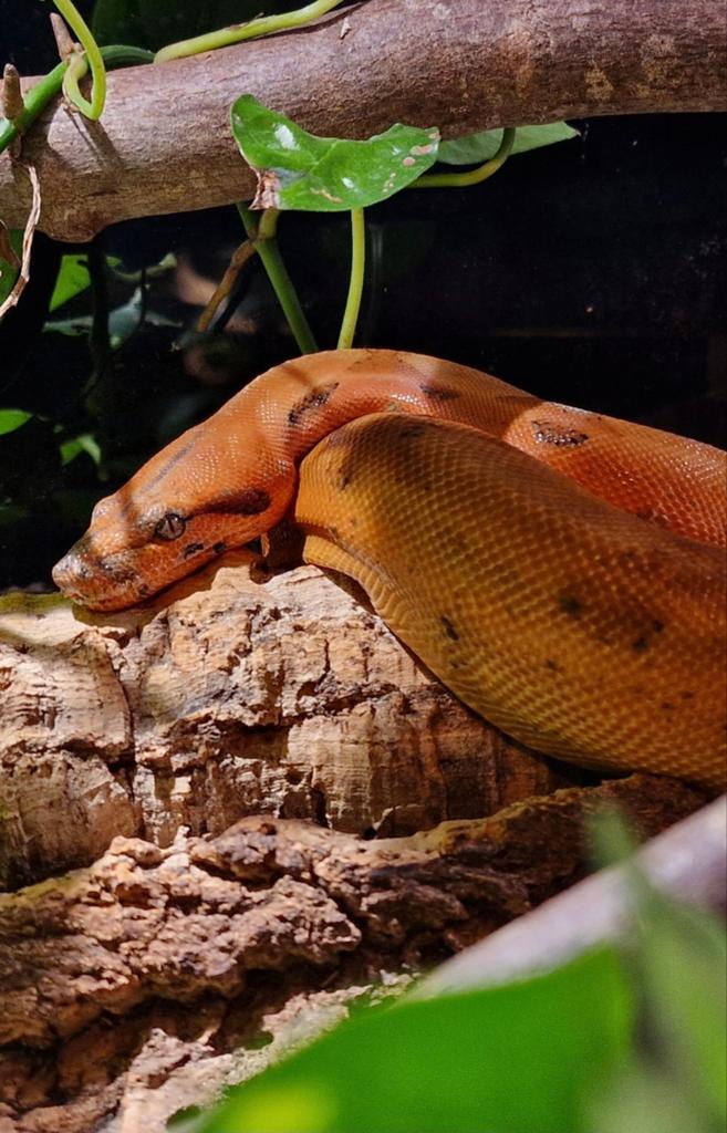 '21 0.1 Boa super hypo blood 66% kahl albino Boa Constrictor - female for sale from Bram