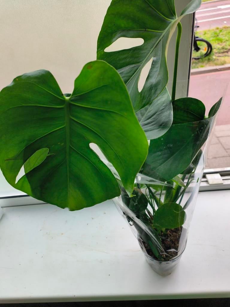 60cm kamer plant 4€ per pot, Ophalen, Halfschaduw, Minder dan 100 cm