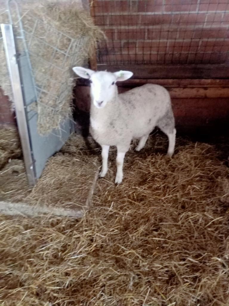 11 swifter lammeren, Meerdere dieren, Schaap