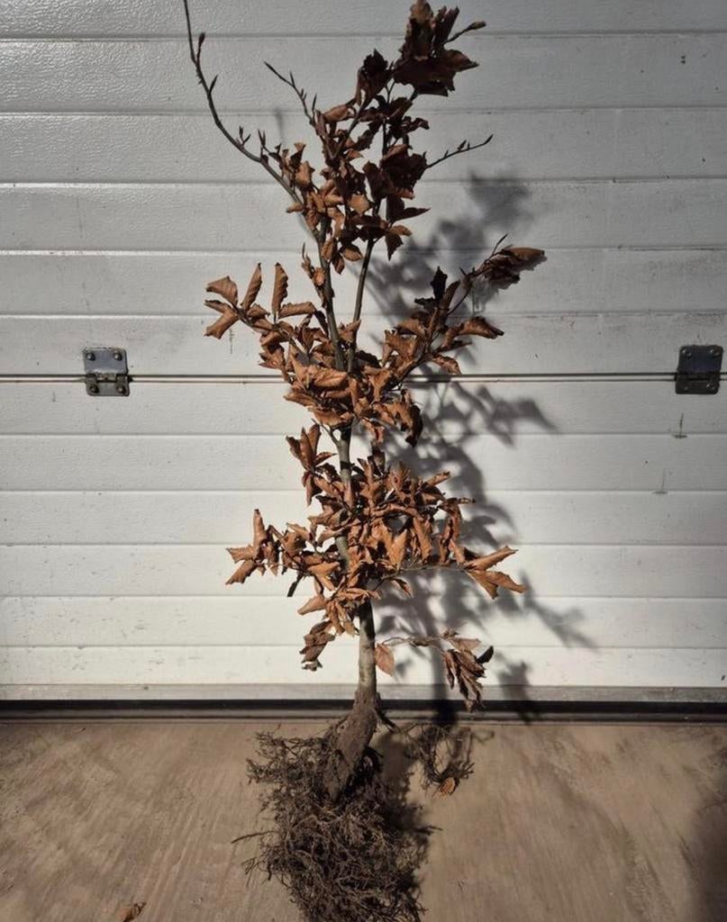 Mooie volle beukenhaag planten €1, Tuin en Terras, Planten | Bomen, Bloeit niet, Halfschaduw, Minder dan 100 cm, Overige soorten