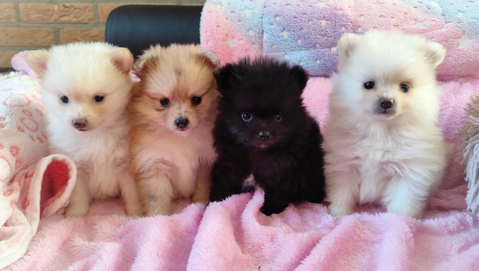 NOG TWEE mega schattige pomeranian puppys!, Dieren en Toebehoren, Keeshond, 8 tot 15 weken, Teef, Meerdere