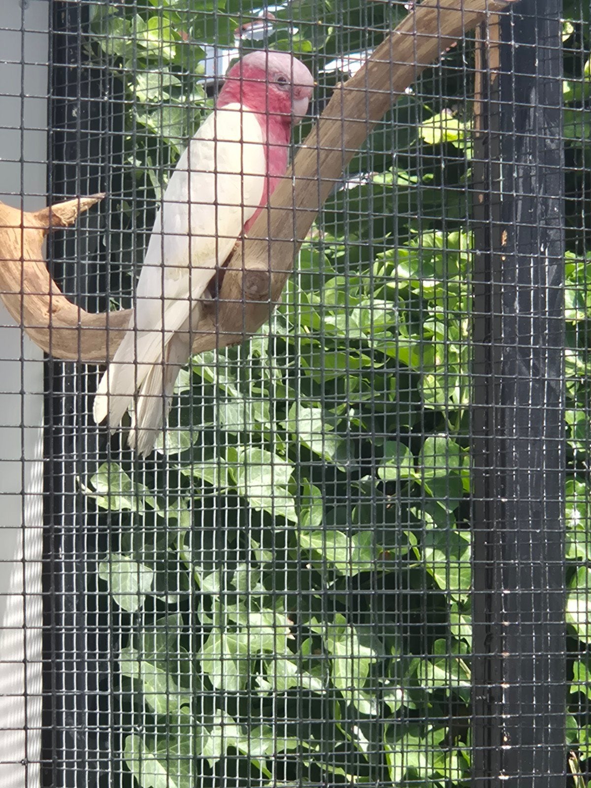 lutino rosekaketoe vijf maanden oud mooie gezonde vogel geri, Vrouwelijk, Papegaai