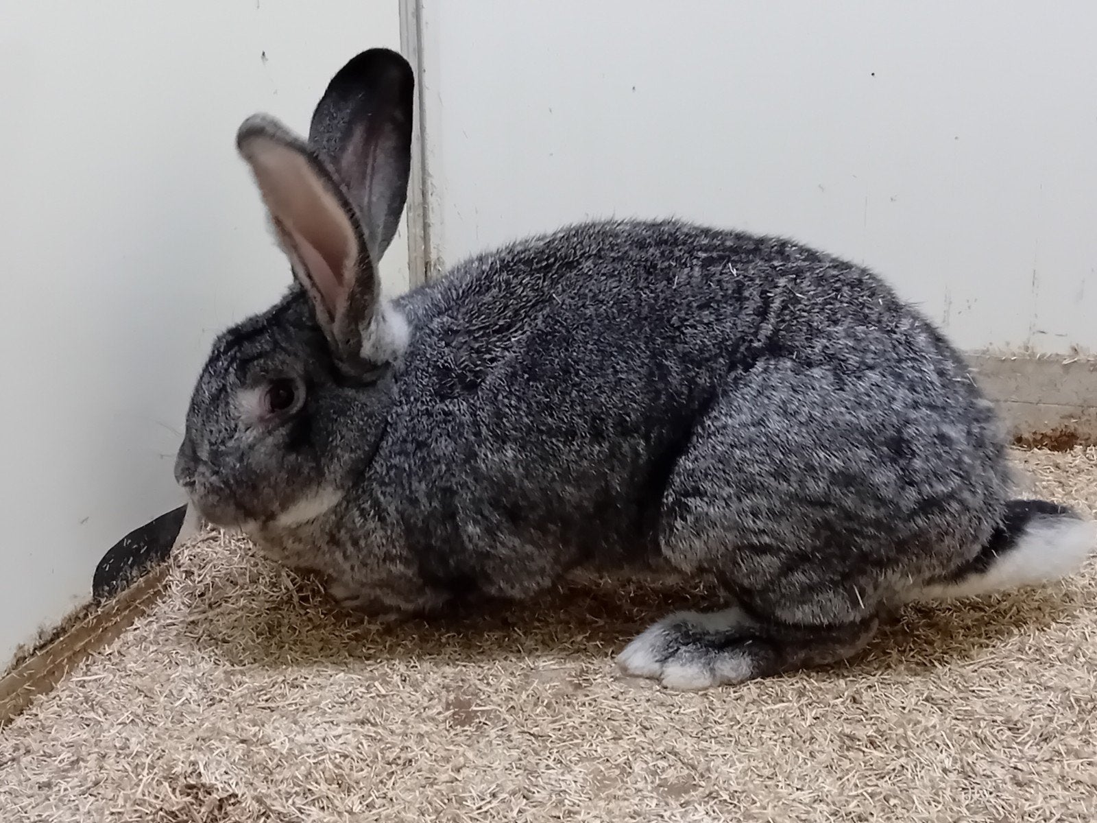 voedster vlaamsereus chinchilla, Vrouwelijk, Groot