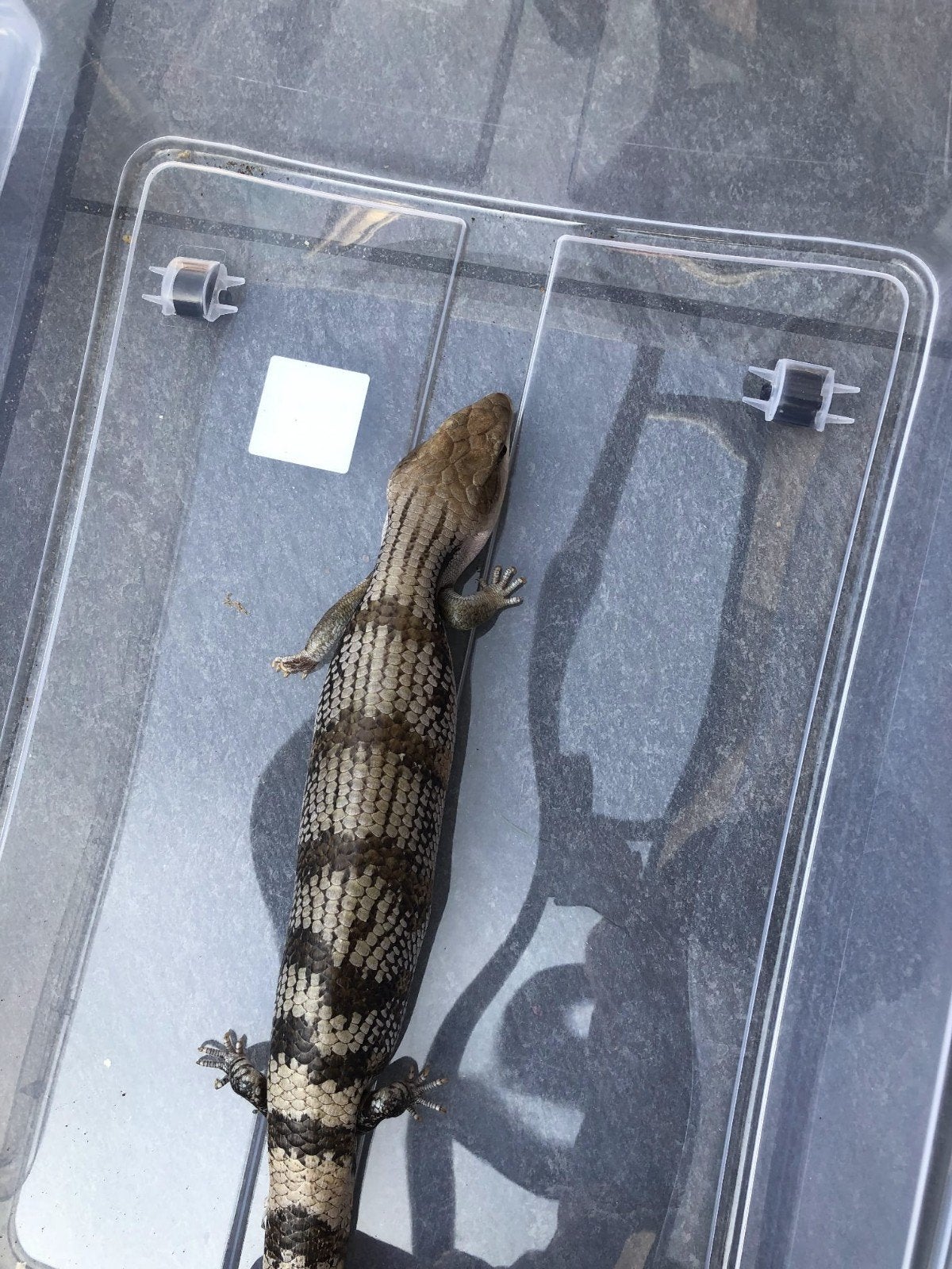 Australische blauwtongskinken 1.1.0, Hagedis, Met terrarium, 7 tot 10 jaar