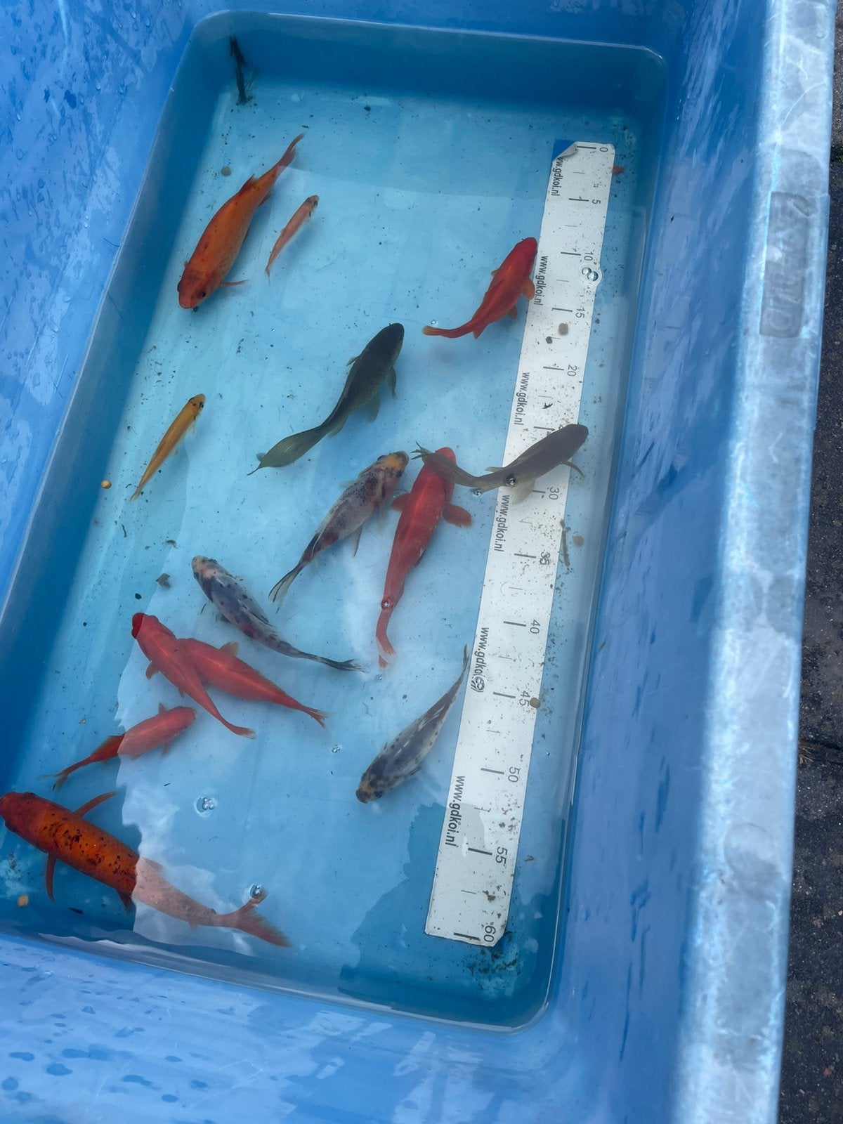 Diverse vissen 12-20 cm, Karper of Koi