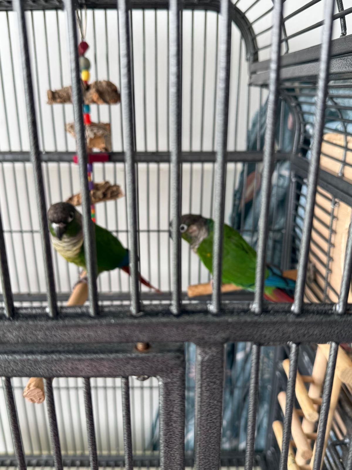Pyrrhura parkieten koppel, Dieren en Toebehoren, Vogels | Parkieten en Papegaaien, Meerdere dieren, Parkiet, Tam