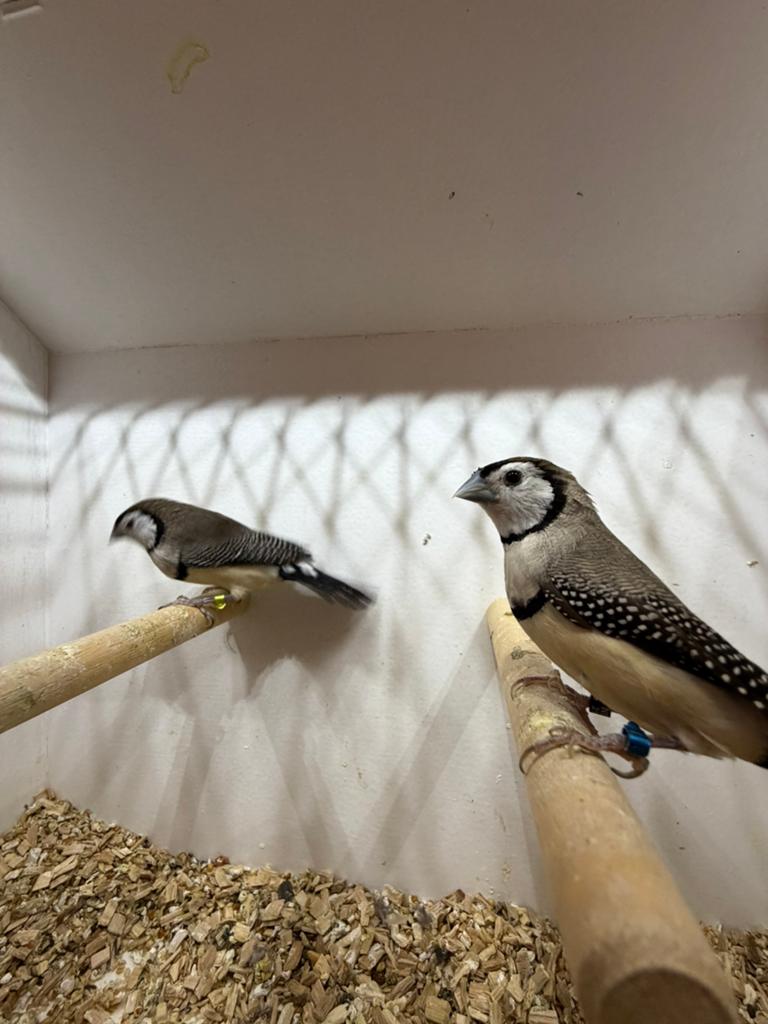 Bichenow astrilde, Dieren en Toebehoren, Vogels | Overige Vogels, Mannelijk, Tropenvogel, Geringd