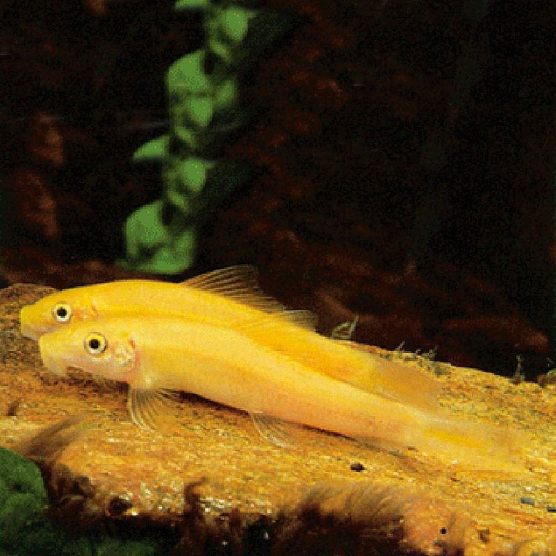 Siamese Algeneter goud - volwassen exemplaar 15 cm, Dieren en Toebehoren, Vissen | Aquariumvissen, Vis, Zoetwatervis