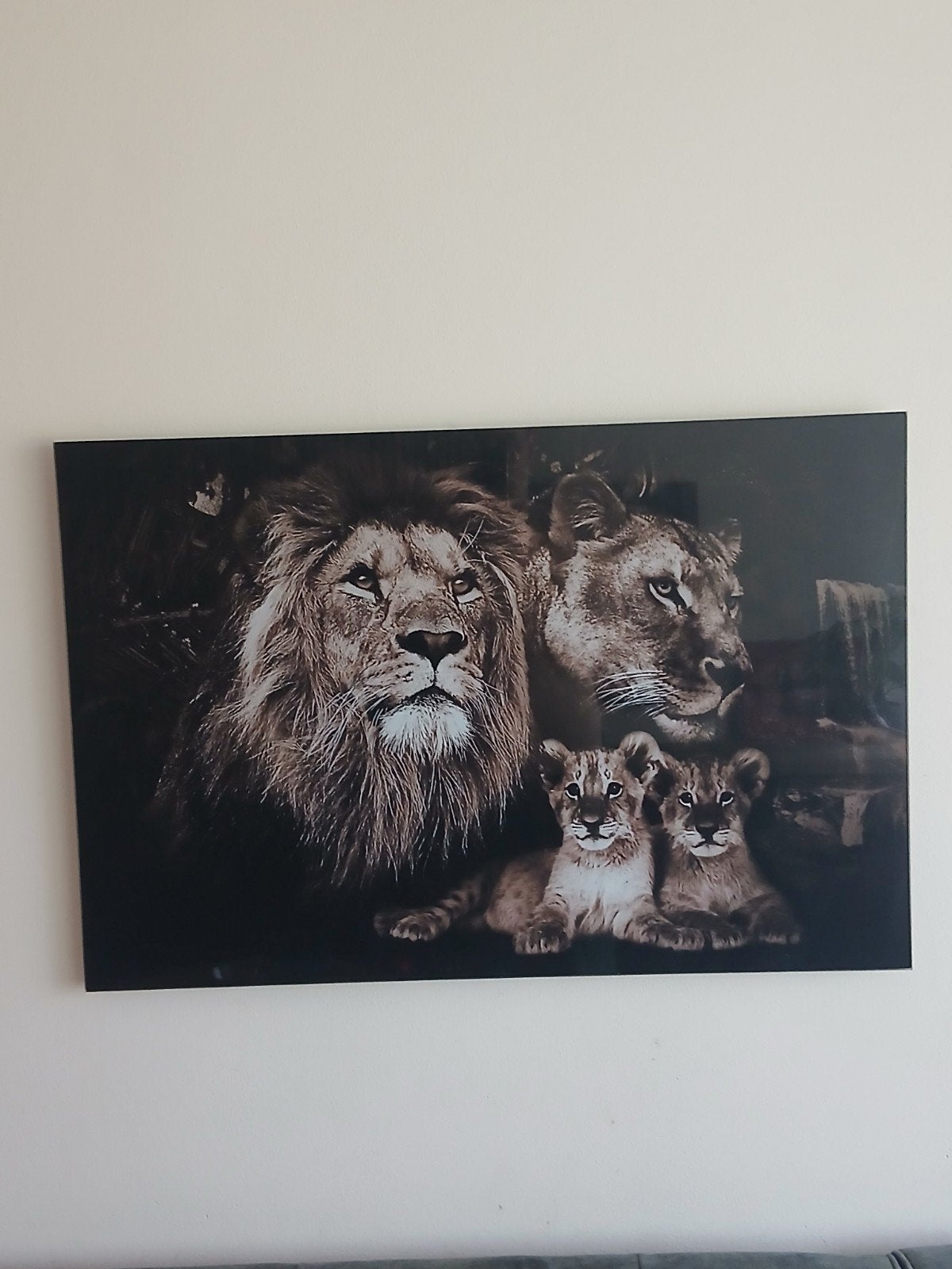 Plexiglas schilderij: Leeuwen gezin, Ophalen of Verzenden, Zo goed als nieuw, Schilderij, 75 cm of meer