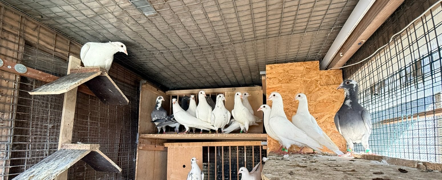 Witte postduiven, Dieren en Toebehoren, Meerdere dieren, Postduif