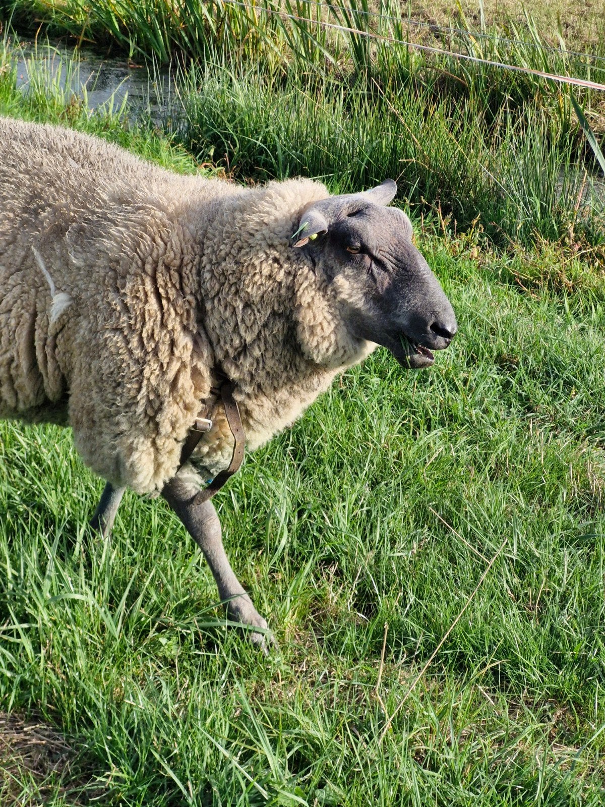 dekrammen, Dieren en Toebehoren, Mannelijk, Schaap