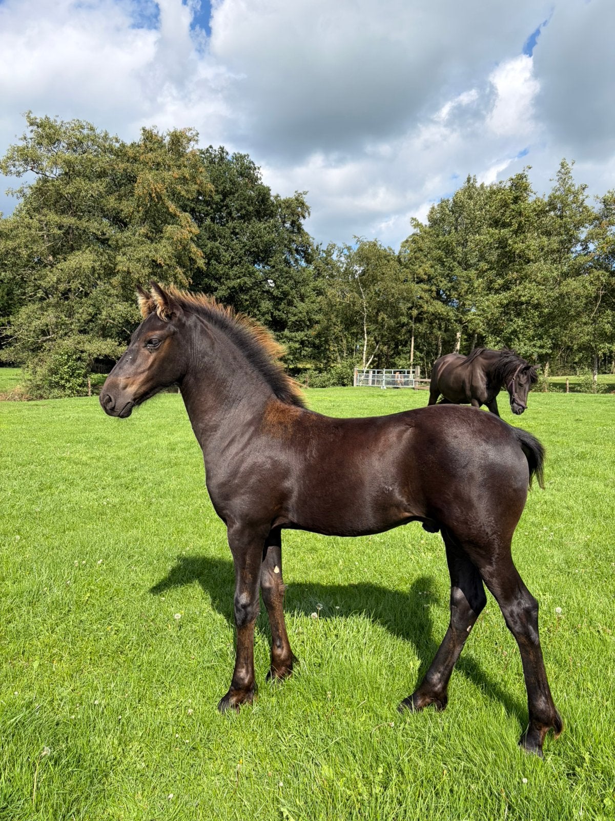 Te koop, prachtig fries hengstveulen., Dieren en Toebehoren, Minder dan 160 cm, Niet van toepassing, Dressuurpaard, 0 tot 2 jaar