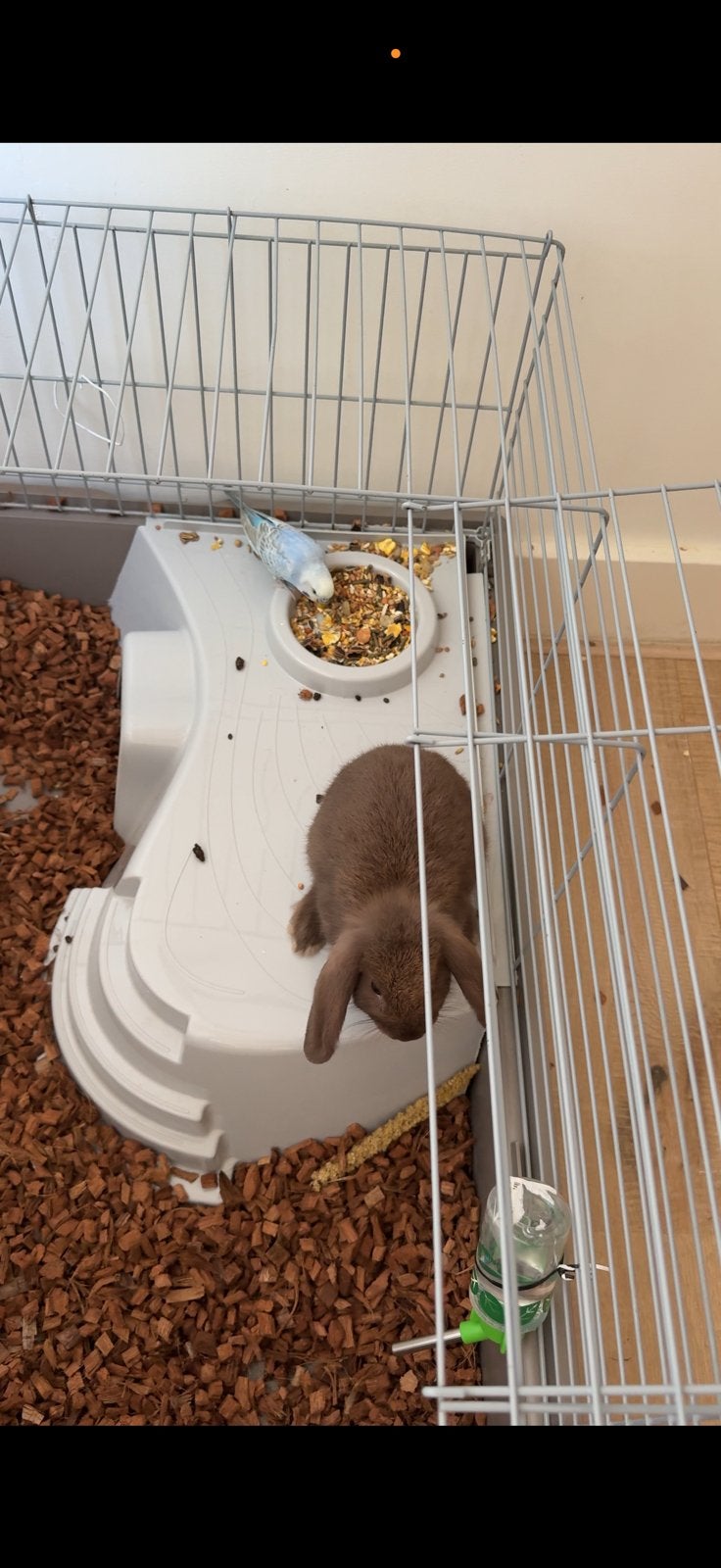 Gratis lieve bruine konijn, Minder dan 60 cm, Kooi, Minder dan 75 cm, Ophalen of Verzenden