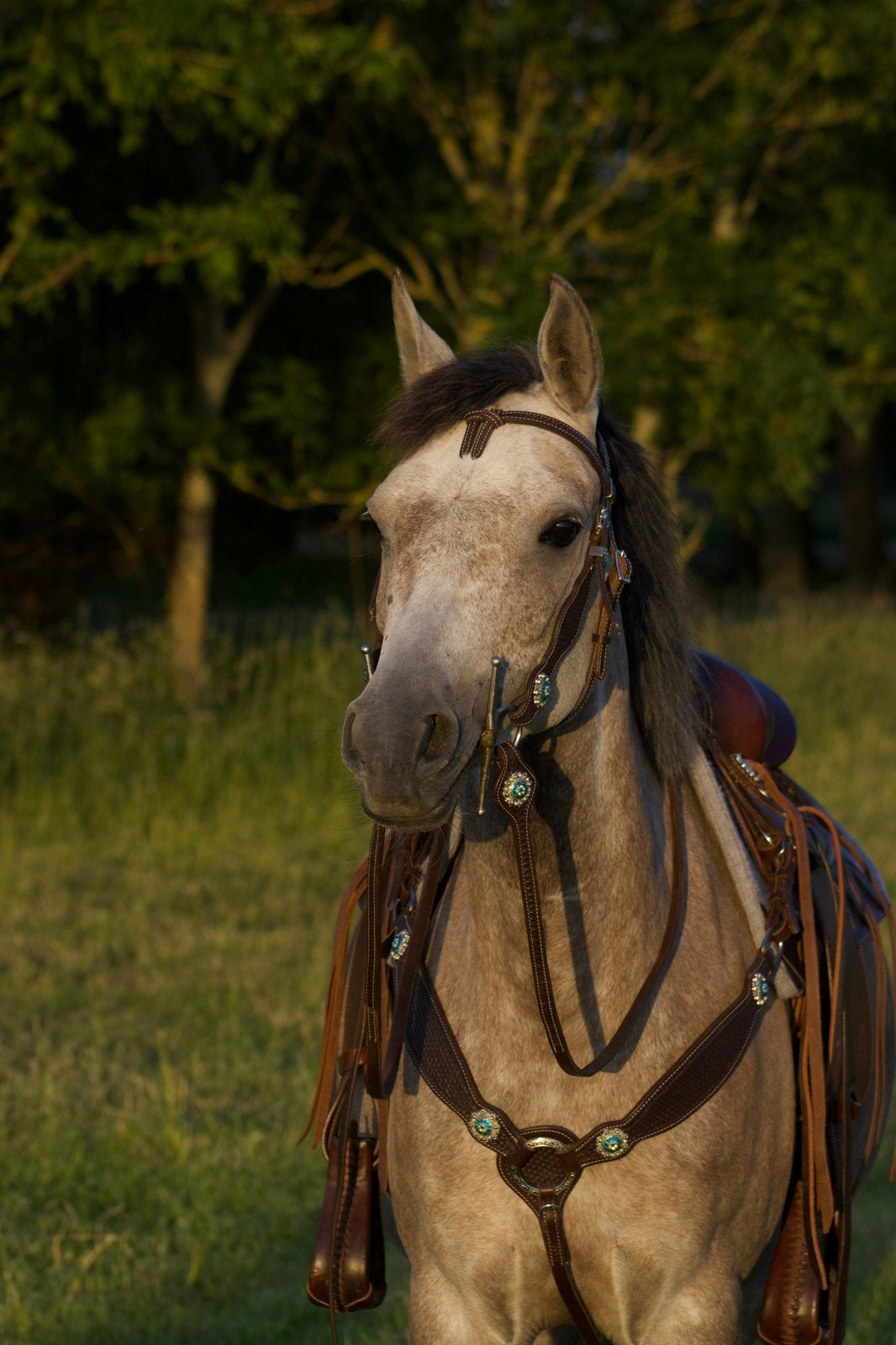 Lieve 4 jarige merrie te koop, Merrie, Minder dan 160 cm, Recreatiepaard, 3 tot 6 jaar