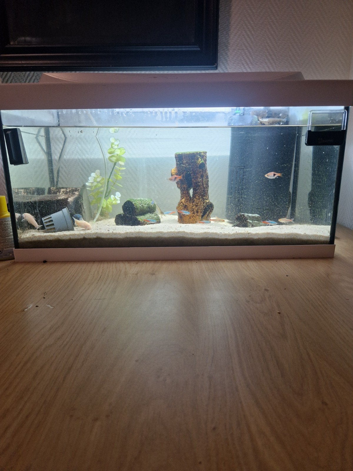leuk tetra aquarium met toebehoren en wat vissen, Ophalen, Gebruikt, Inclusief vissen, Gevuld zoetwateraquarium