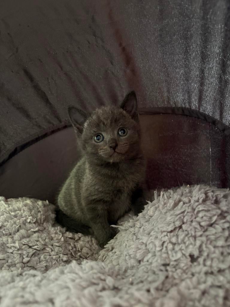 Lieve britse korthaar poesje zoekt een lief baasje, Dieren en Toebehoren, Poes, 0 tot 2 jaar