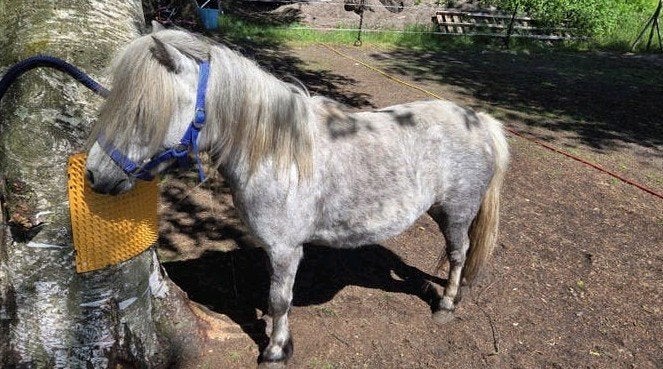 Shetlander merrie, Dieren en Toebehoren, Merrie