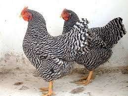 AMROCK KIPPEN., Dieren en Toebehoren, Pluimvee, Vrouwelijk, Kip