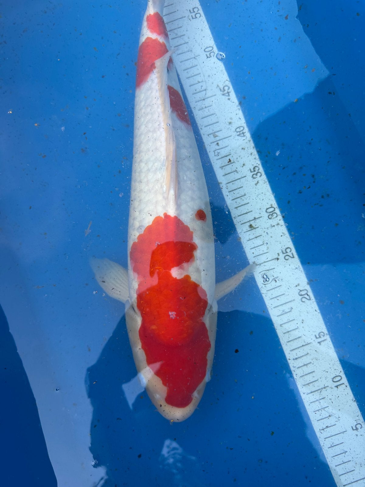 Taniguchi Kohaku Female – Japanse koi 50/55cm – Azukari, Karper of Koi