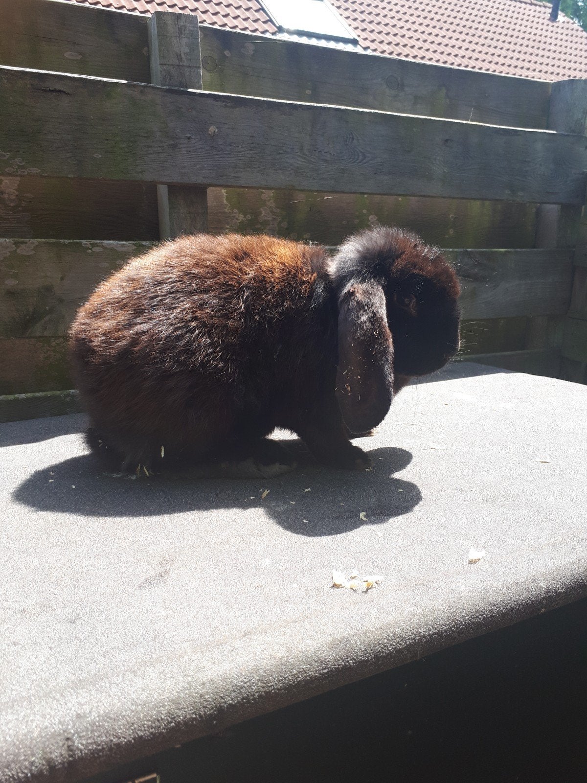 Te koop Franse hangoor voedster 8 maanden oud, Vrouwelijk, Groot, Hangoor