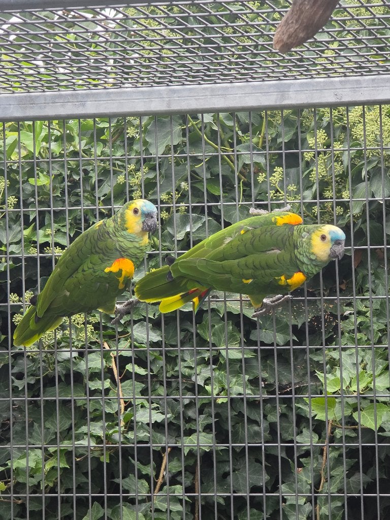 Geelschouder blauwvoorhoofd amazone natuurbroed, Dieren en Toebehoren, Mannelijk, Papegaai, Geringd