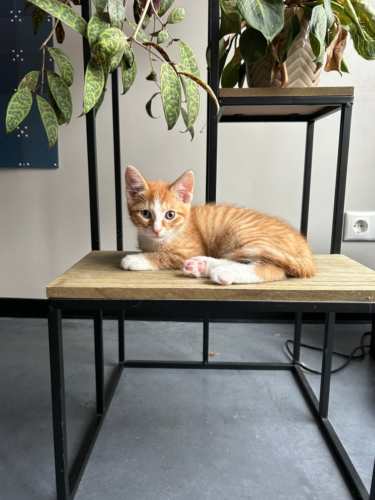 5 lieve kittens zoeken hun gouden mandje! ️, Meerdere dieren, Kortharig, 0 tot 2 jaar