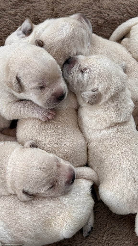 Raszuivere Labrador pups blond | Vader is kampioen "Lewis", Dieren en Toebehoren, 8 tot 15 weken, Labrador retriever, Meerdere