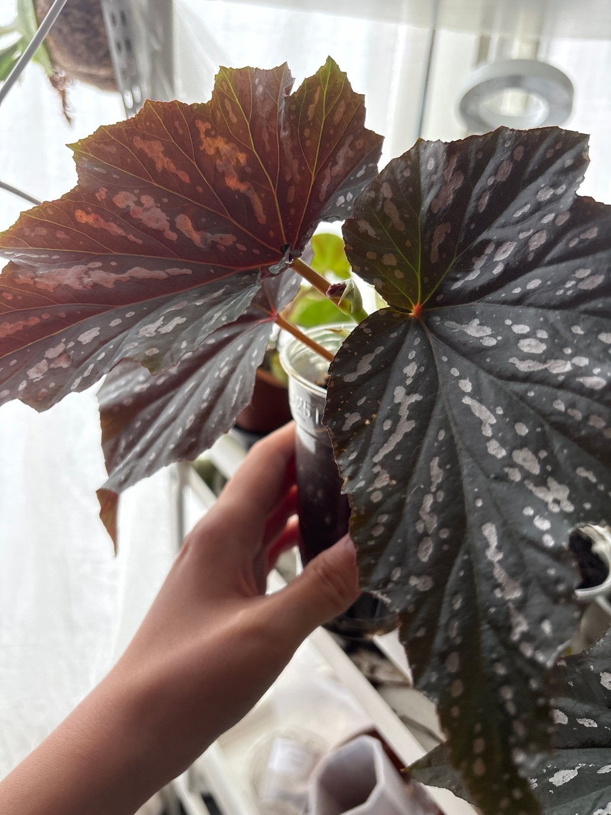 Begonia Sophie Cécile, Overige soorten, Vaste plant, Ophalen of Verzenden, Bloeit niet
