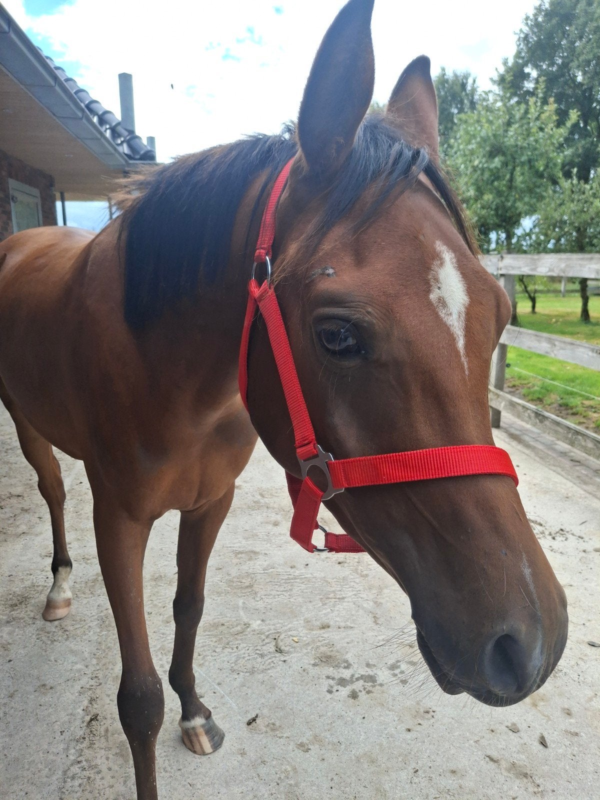 Zeer mooie Arabische pony, Dieren en Toebehoren, E pony (1.48m - 1.57m), Ruin, 3 tot 6 jaar, Onbeleerd