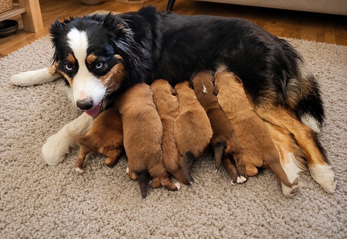 Australian Shepherd x Nova Scotia Duck Tolling retriever, Parvo, Overige rassen, 8 tot 15 weken, Meerdere