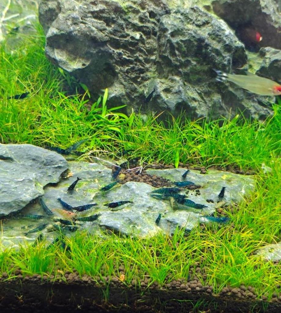 Blue velvet garnalen, Dieren en Toebehoren, Vissen | Aquariumvissen, Kreeft, Krab of Garnaal