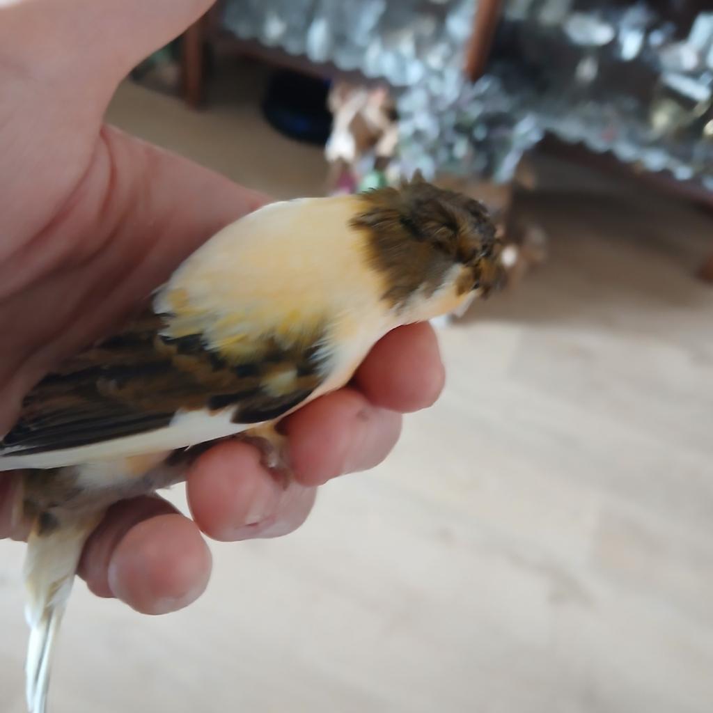 Mooie Gloster Corona Kanaries (Kuifkanaries) te koop, Meerdere dieren