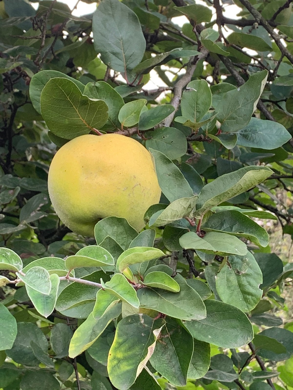 Kweeperen kweepeer kwee-appel, Ophalen