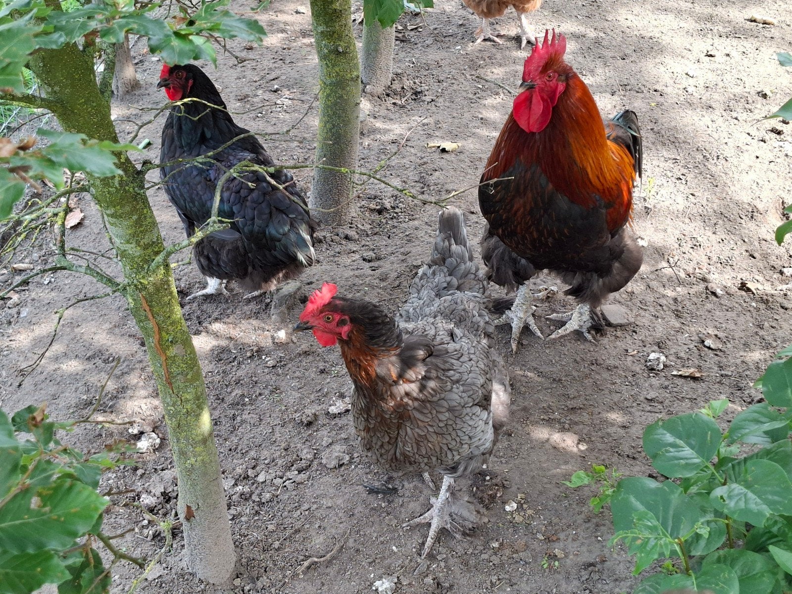 Trio kippen Marans, Dieren en Toebehoren, Pluimvee, Kip, Meerdere dieren