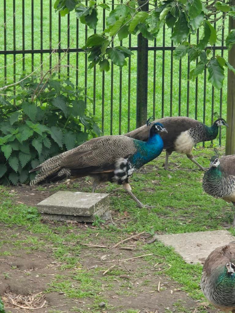 Pauwen: Bonte Pauw, Blauwe Pauw, Hennen en Hanen, Koppel, Dieren en Toebehoren, Meerdere dieren, Overige soorten