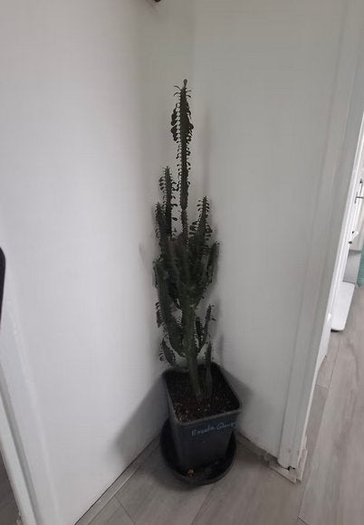 Mooie Euphorbia te koop aangeboden!, Ophalen, In pot, Halfschaduw, 100 tot 150 cm