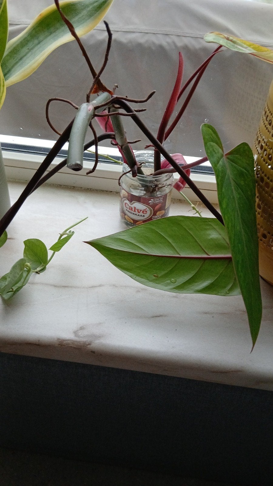 Philodendron erubescens  stekjes, Ophalen, Vaste plant, Overige soorten, Volle zon