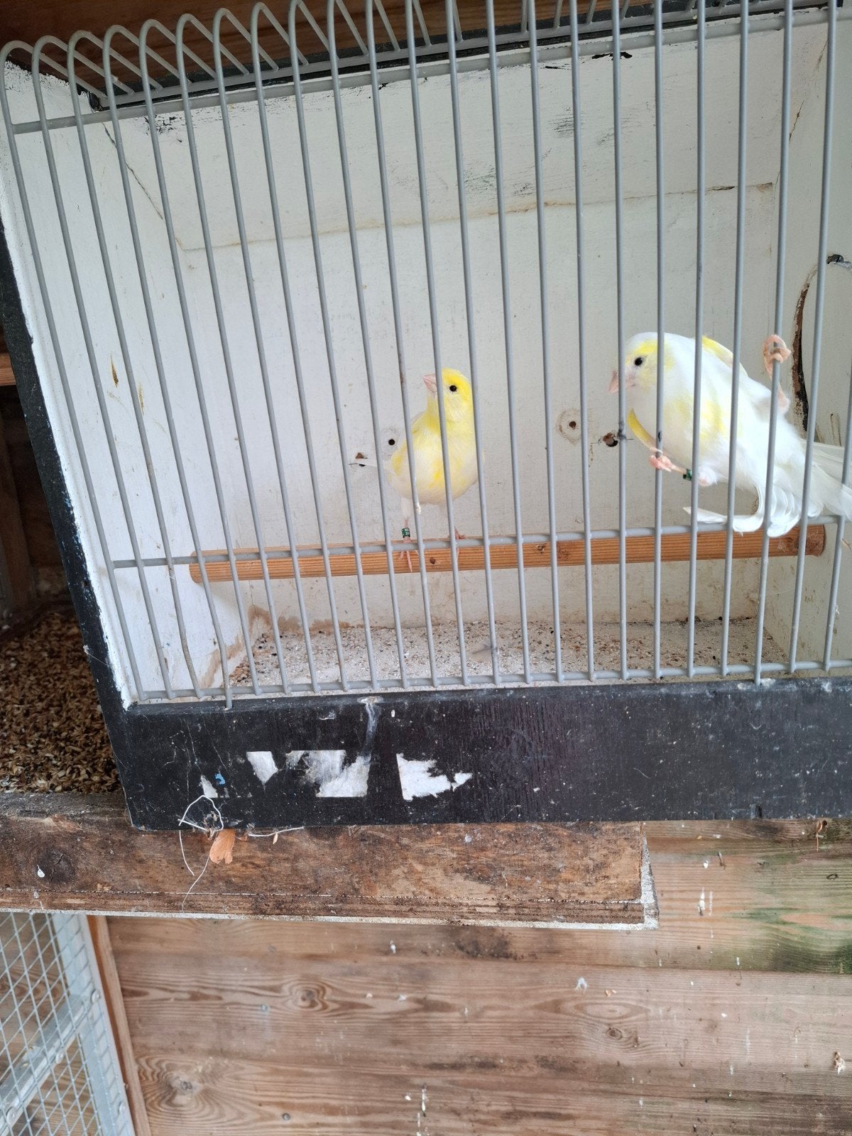 geel mozaïek, Dieren en Toebehoren, Vogels | Kanaries