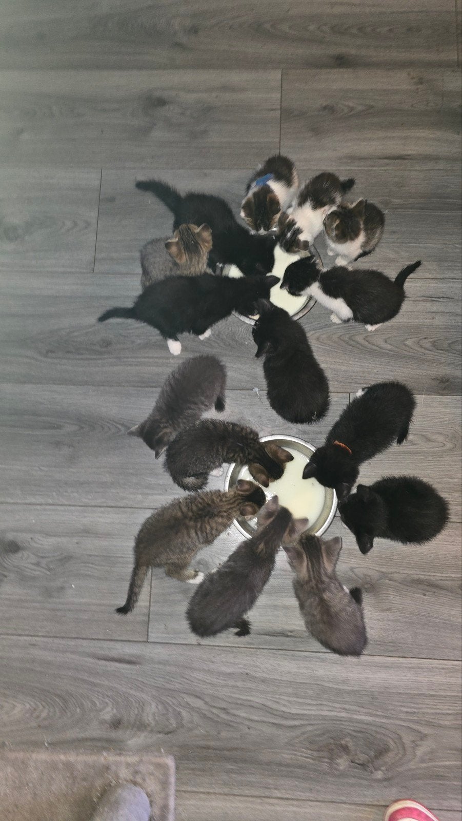 Britse korthaar x Noorse Boskat kittens, Meerdere dieren