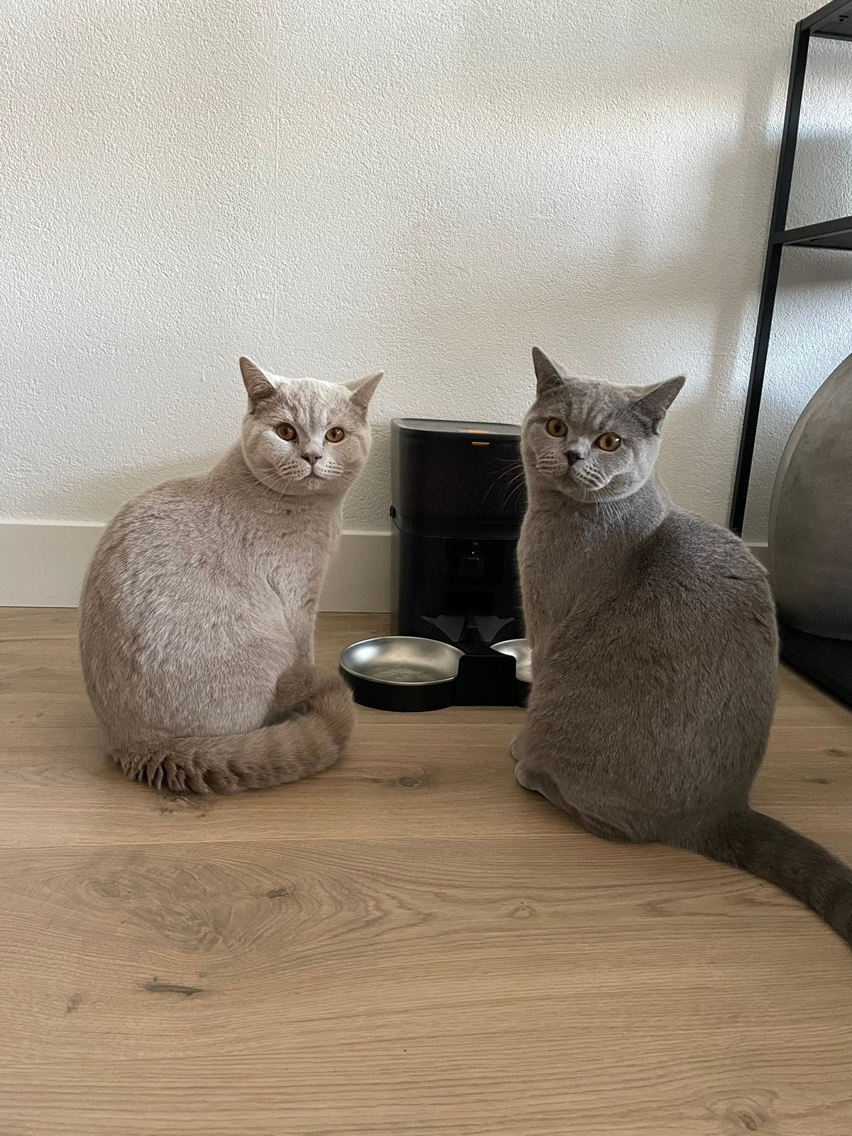 Gouden mandje gezocht voor Joa en Jules, Kater, Met stamboom, 0 tot 2 jaar