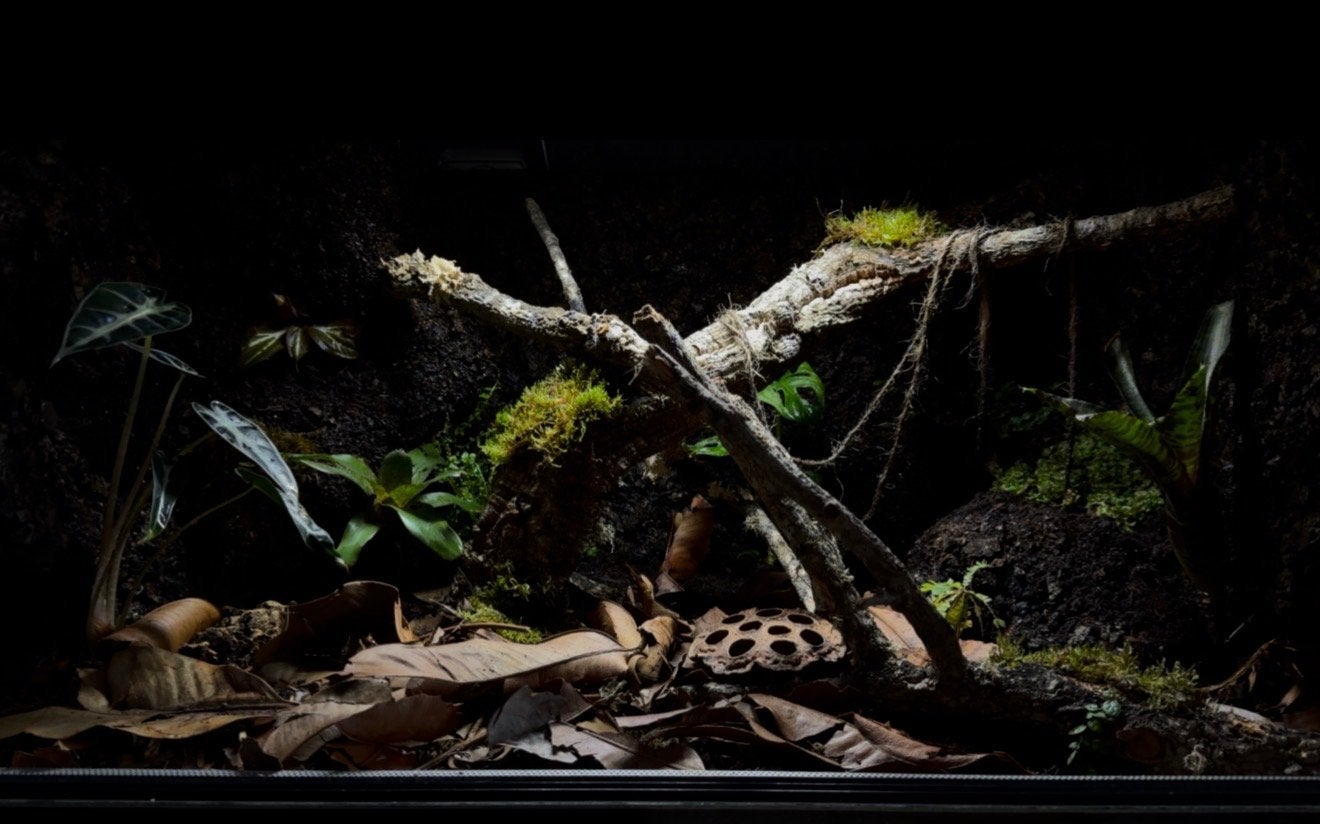 Te koop: Bioactive Terrarium, Ophalen, Zo goed als nieuw, Terrarium of Paludarium